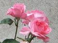 2008-07-29 08-32-18